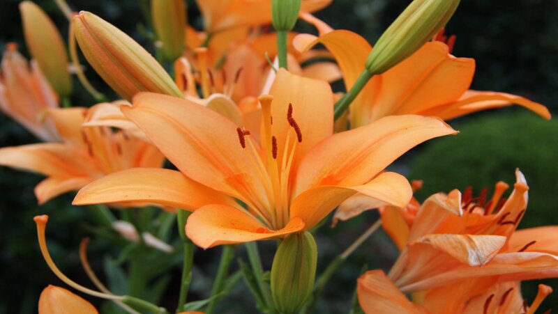 Orange Lily Flowers — Calm, Photograph