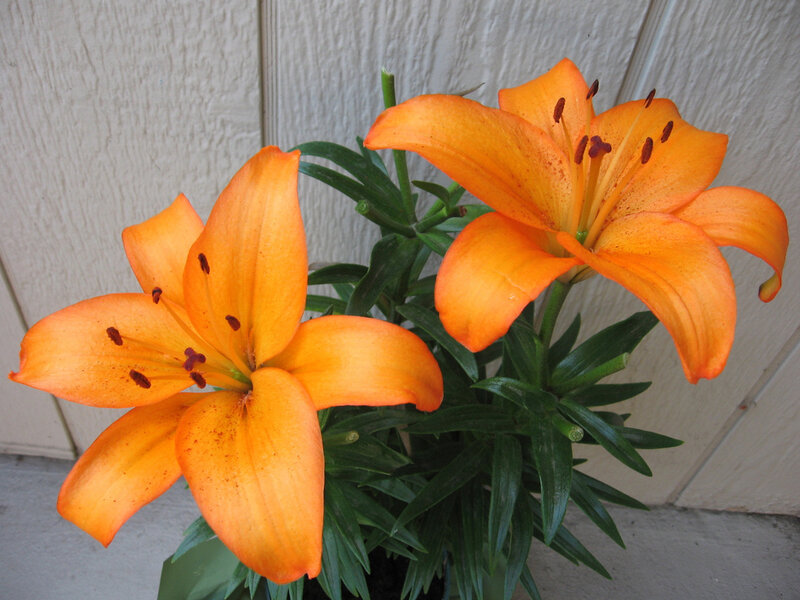 Orange Lily Flowers — Calm