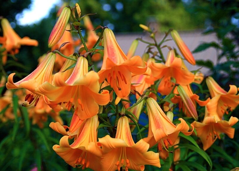 Orange Lily Flowers — Natural, Afternoon