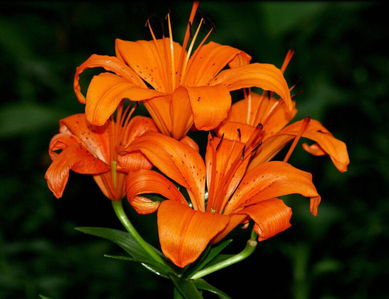 Orange Lily Flowers — Natural, Photograph