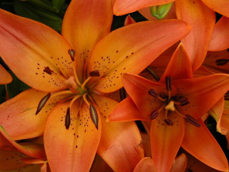 Orange Lily Flowers — Natural