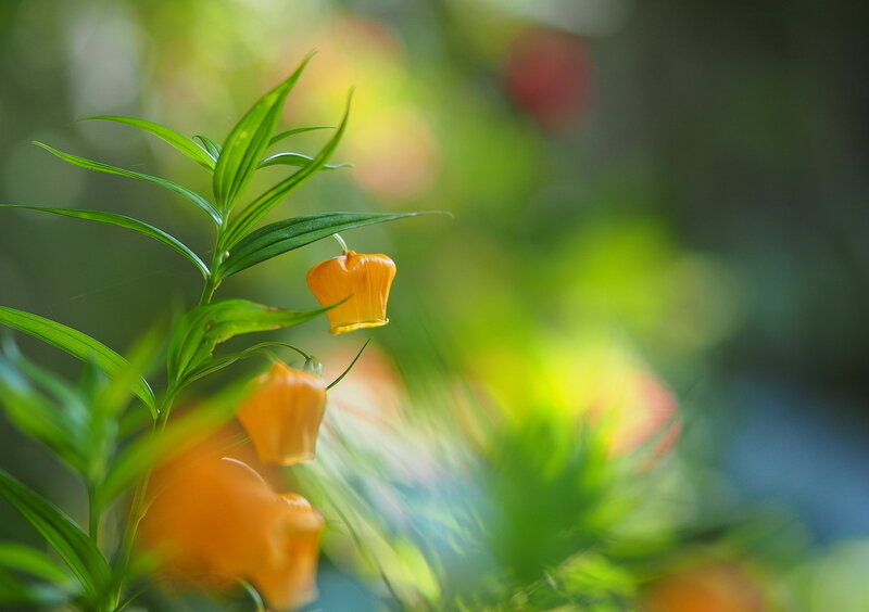 Orange Lily Flowers — Serene
