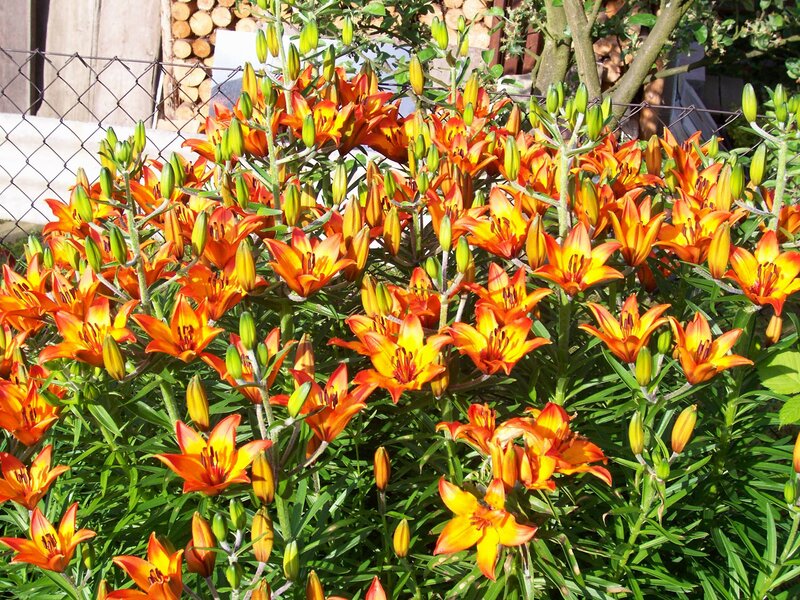 Orange Lily Flowers