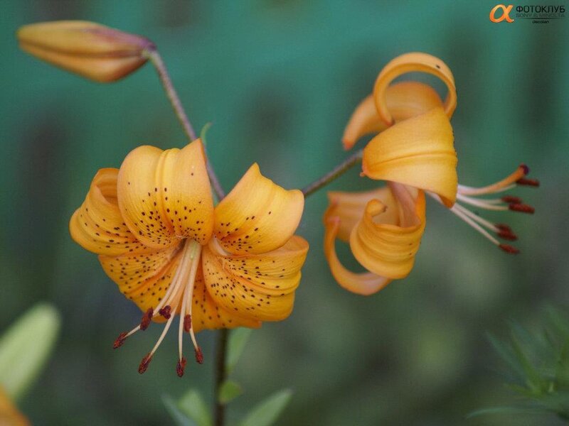Orange Lily Flowers — Yellow