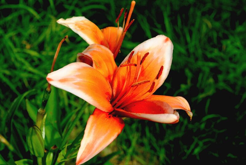 orange lily in bloom