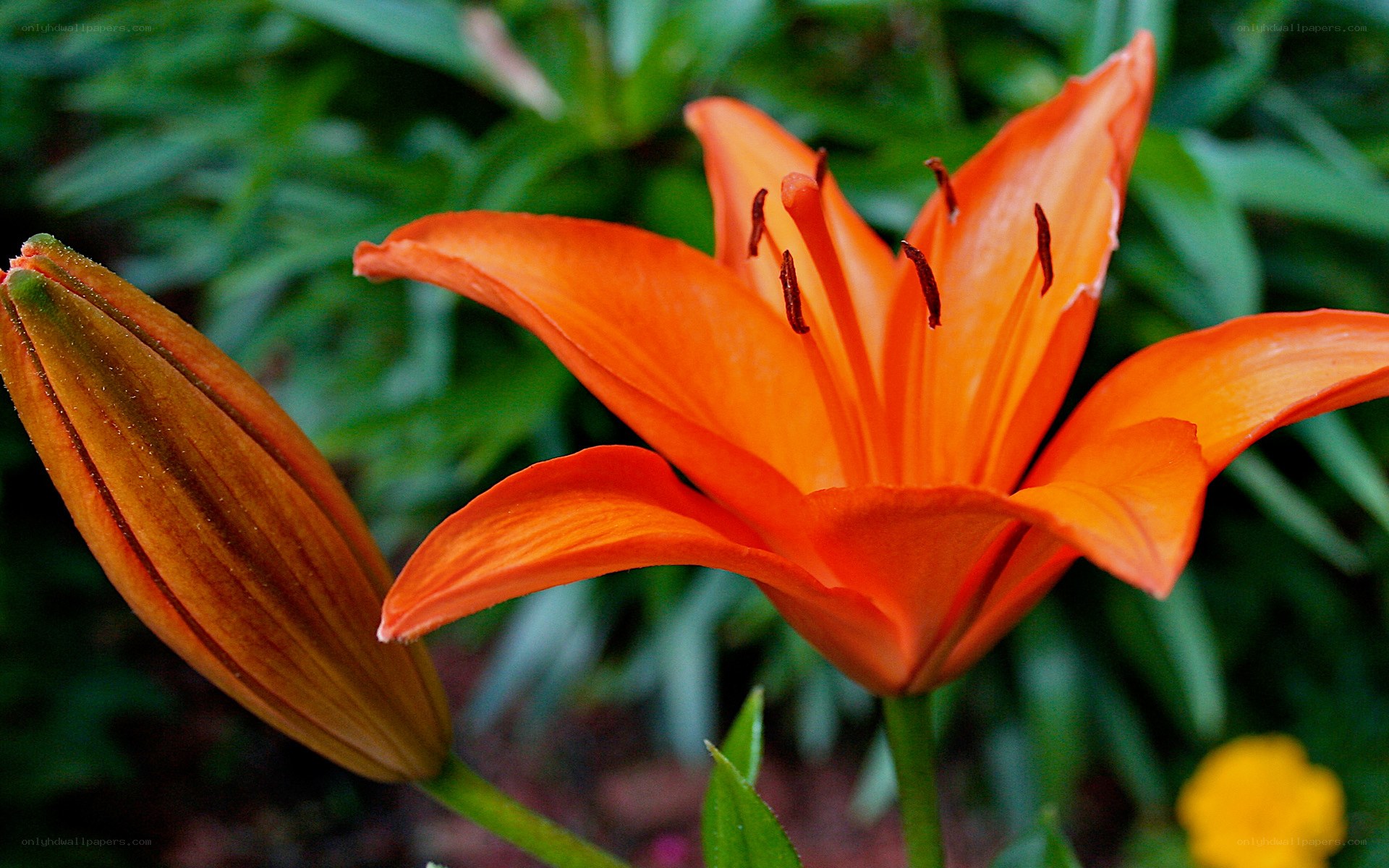 Orange lily in bloom