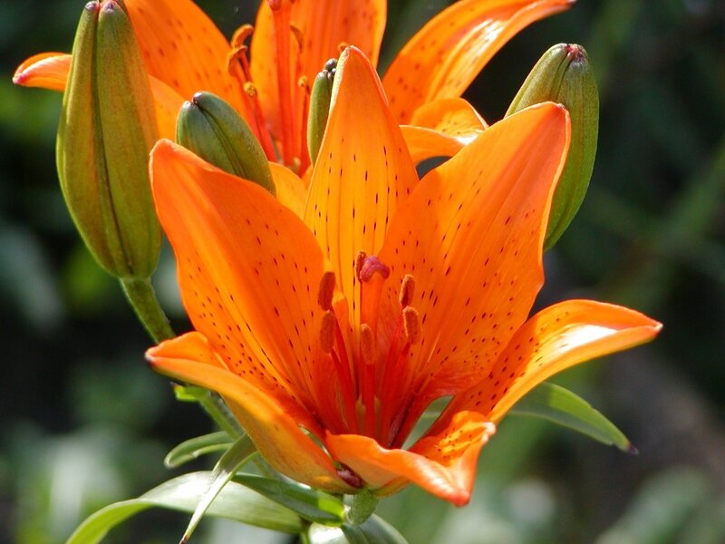 Orange lily in bloom