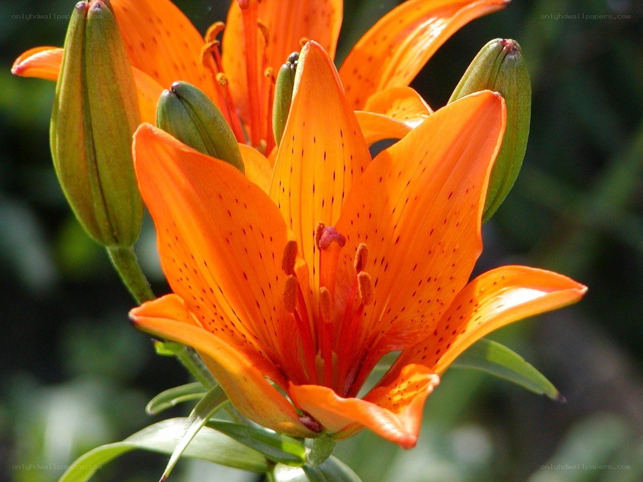 Orange lily in bloom