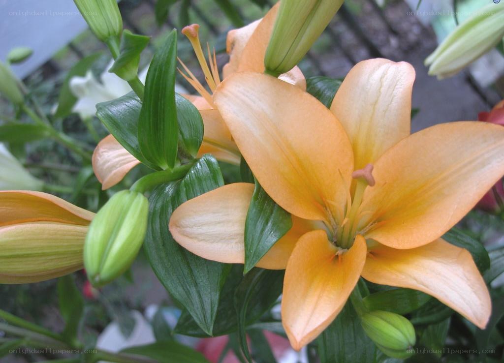 orange lily in bloom