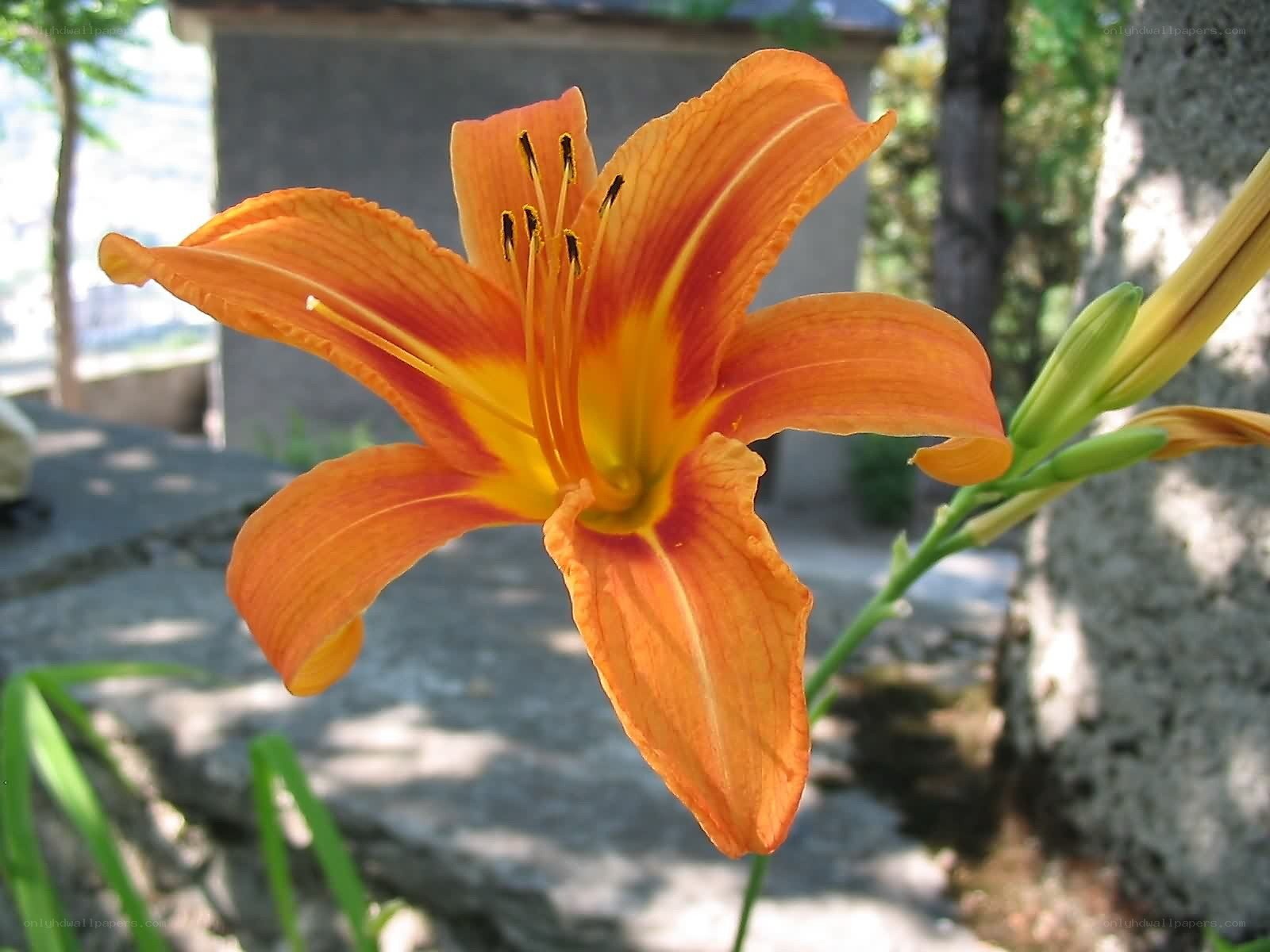 Orange lily in bloom