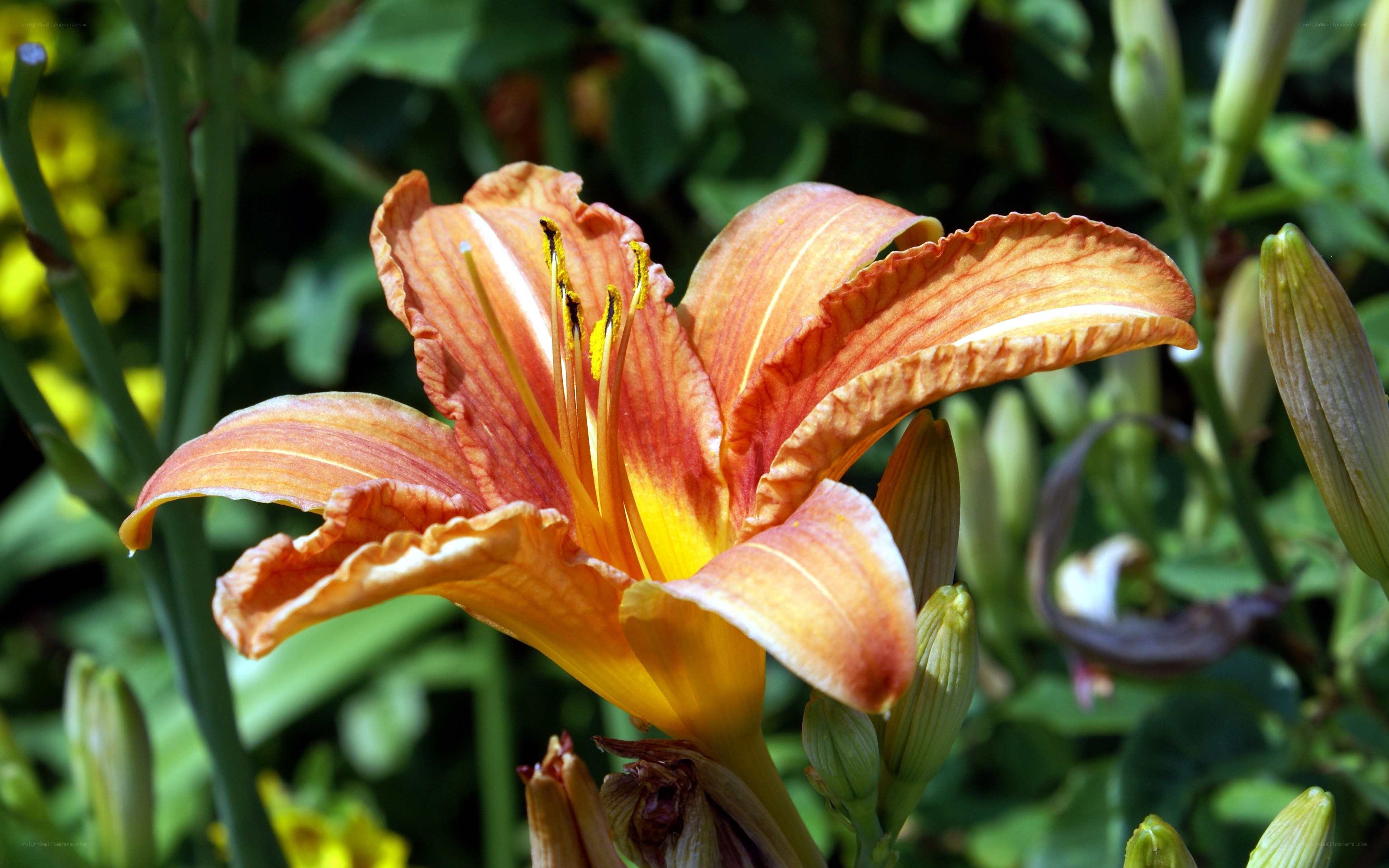 orange lily in bloom