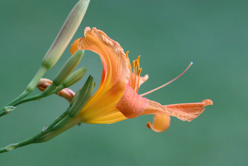 Orange lily in bloom