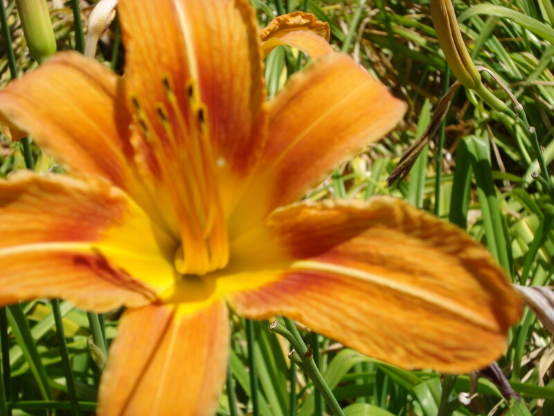 orange lily in bloom