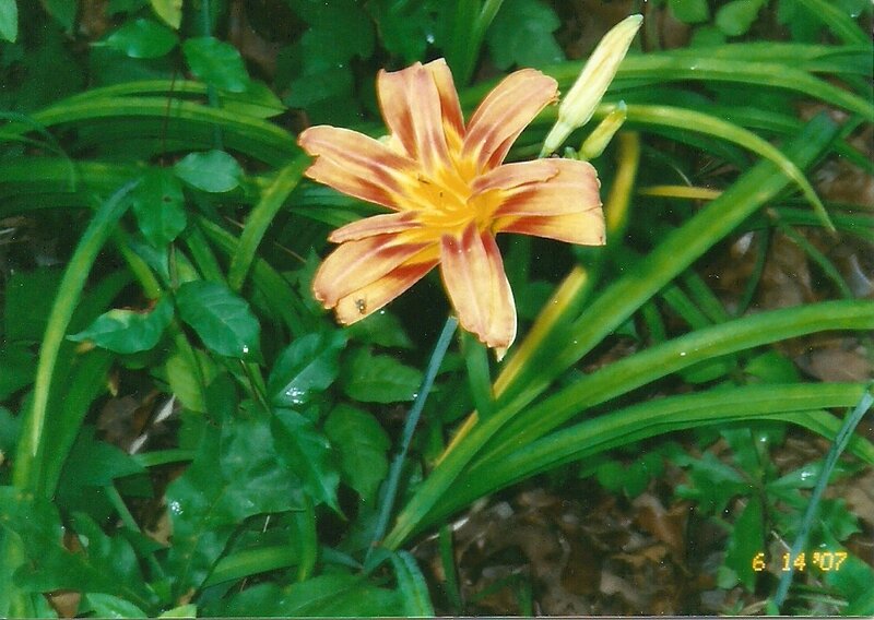 orange lily in garden