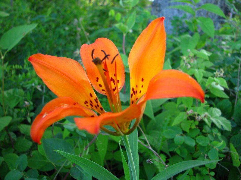 orange lily in garden