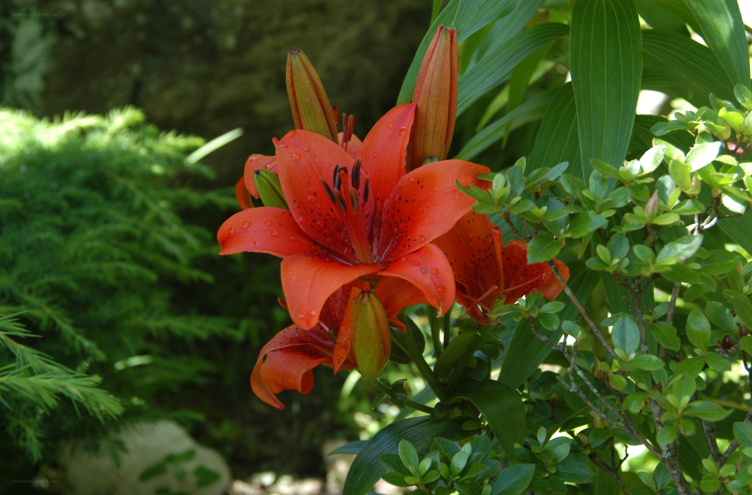 Orange lily in garden