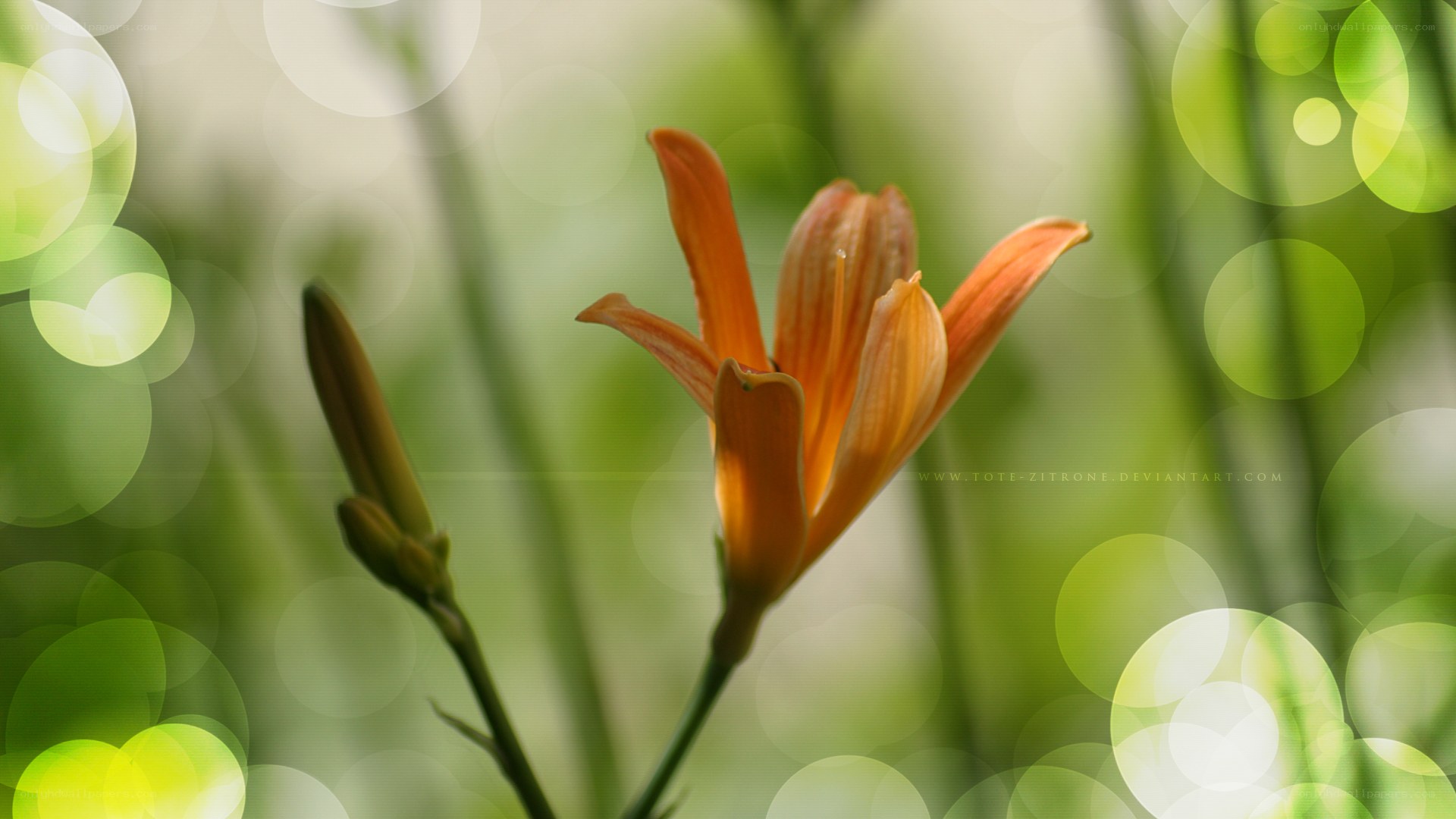 orange lily in green garden