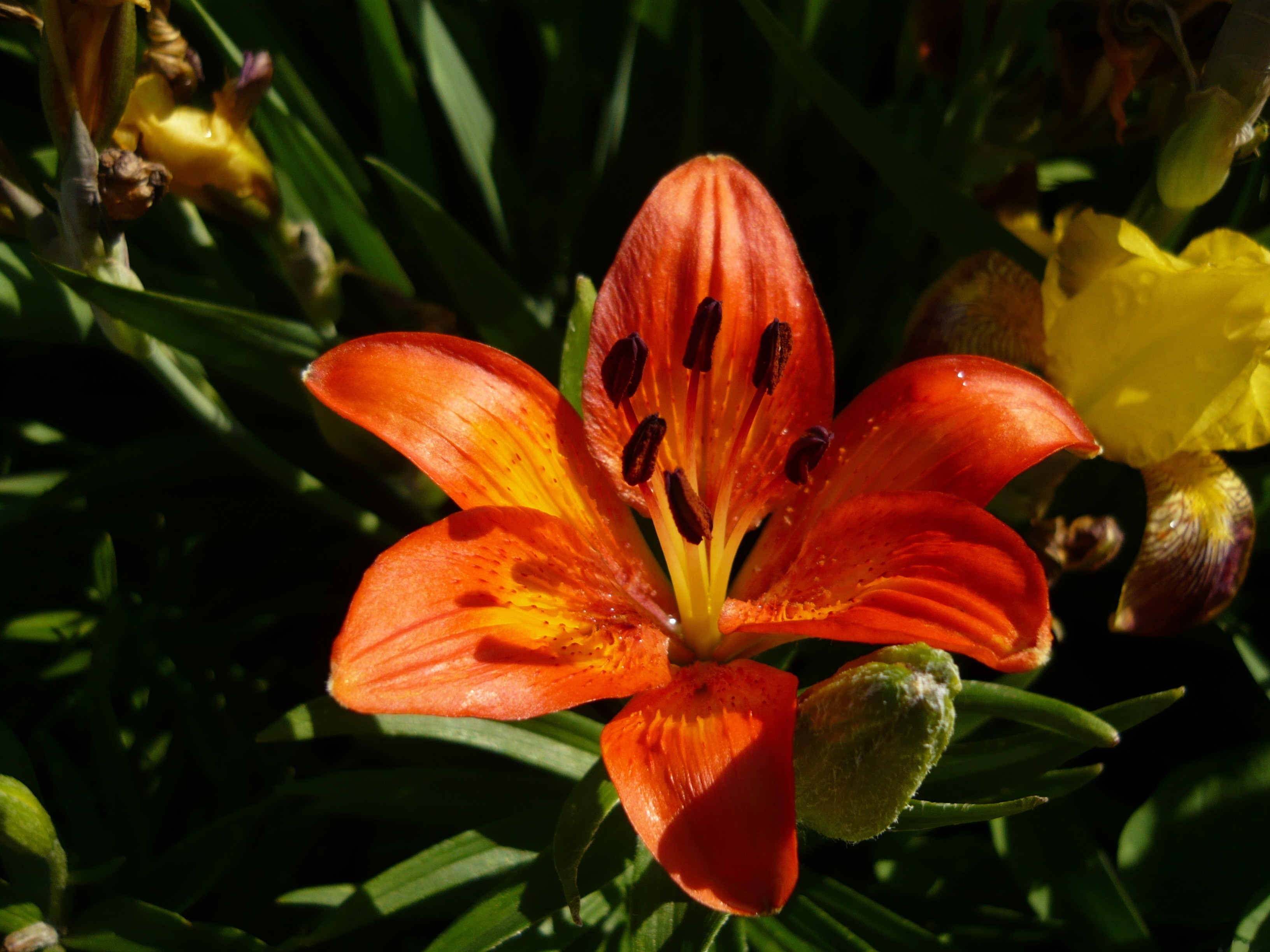Orange lily in sunlight