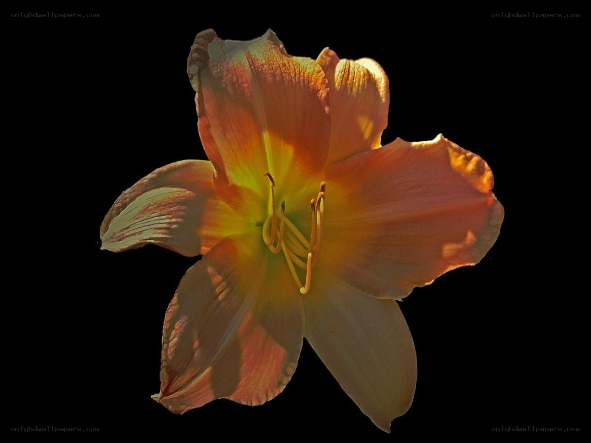 orange lily in sunlight