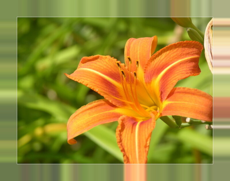 orange lily in sunlight