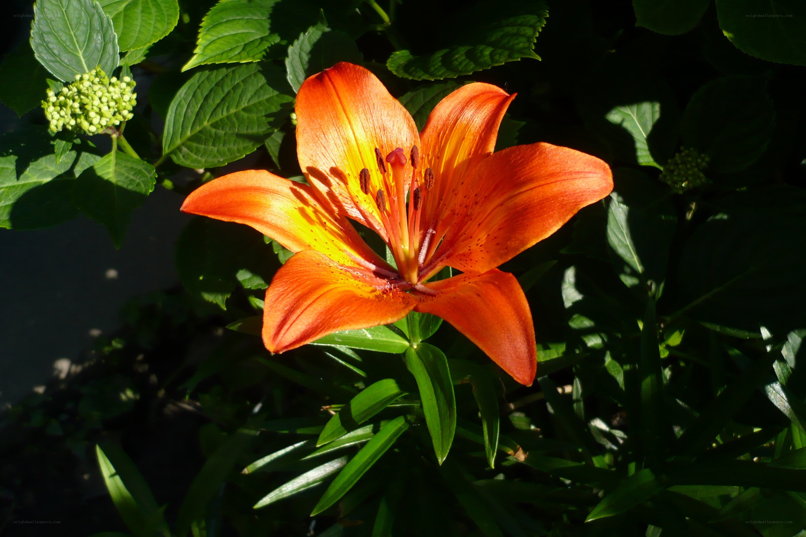 Orange lily in sunlight
