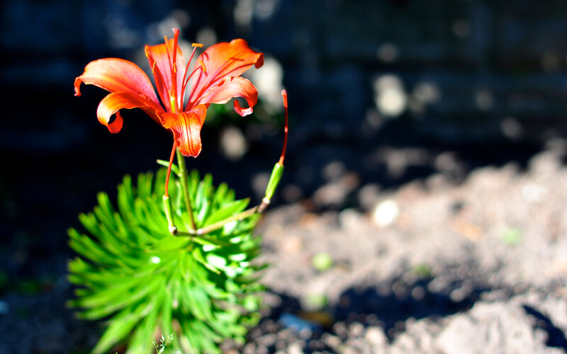 orange lily in sunlight