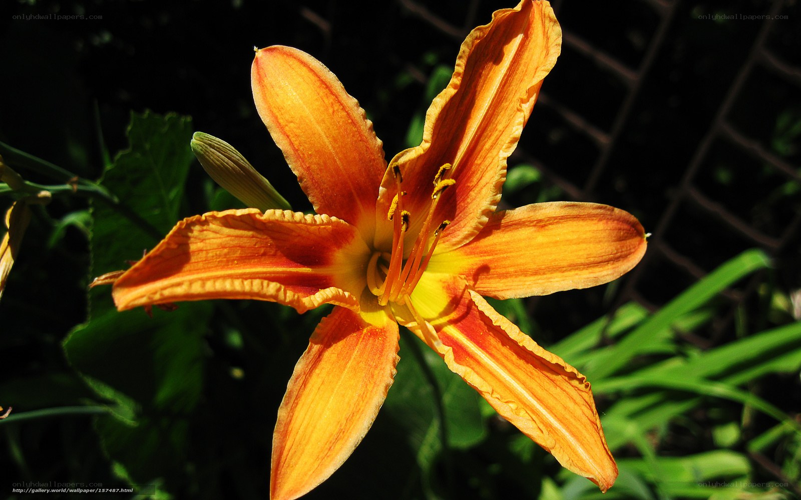 Orange lily in sunlight