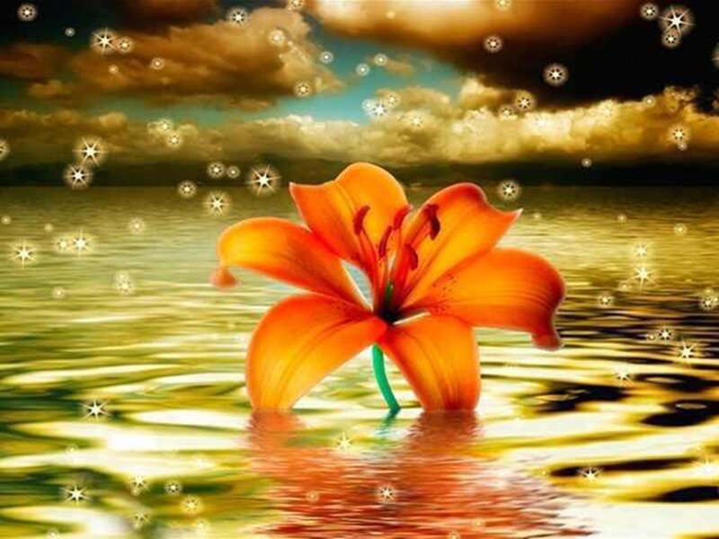 Orange Lily in Water