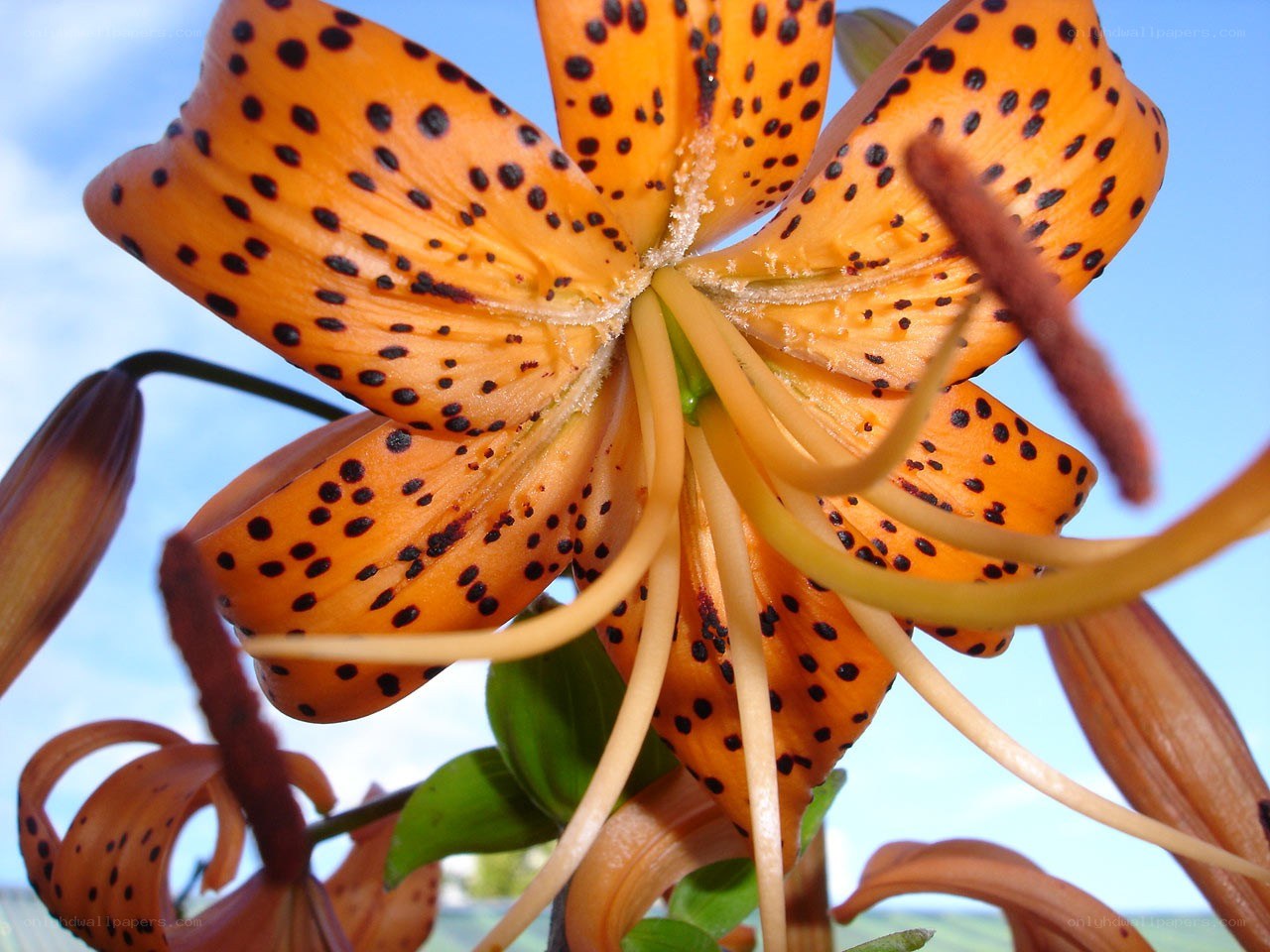 Orange lily with black spots