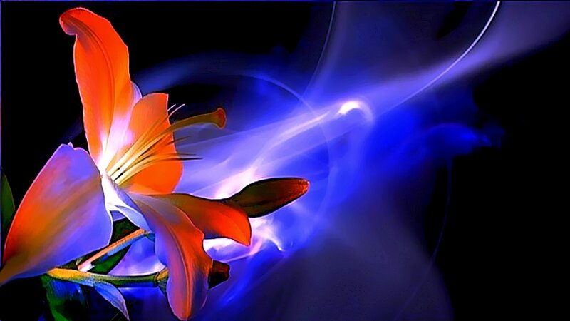 orange lily with blue light