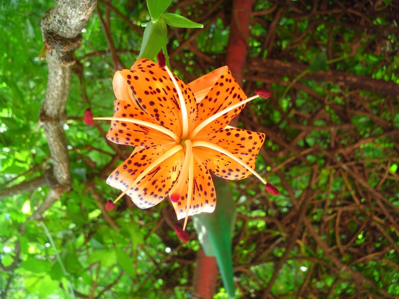 Orange lily with dark spots