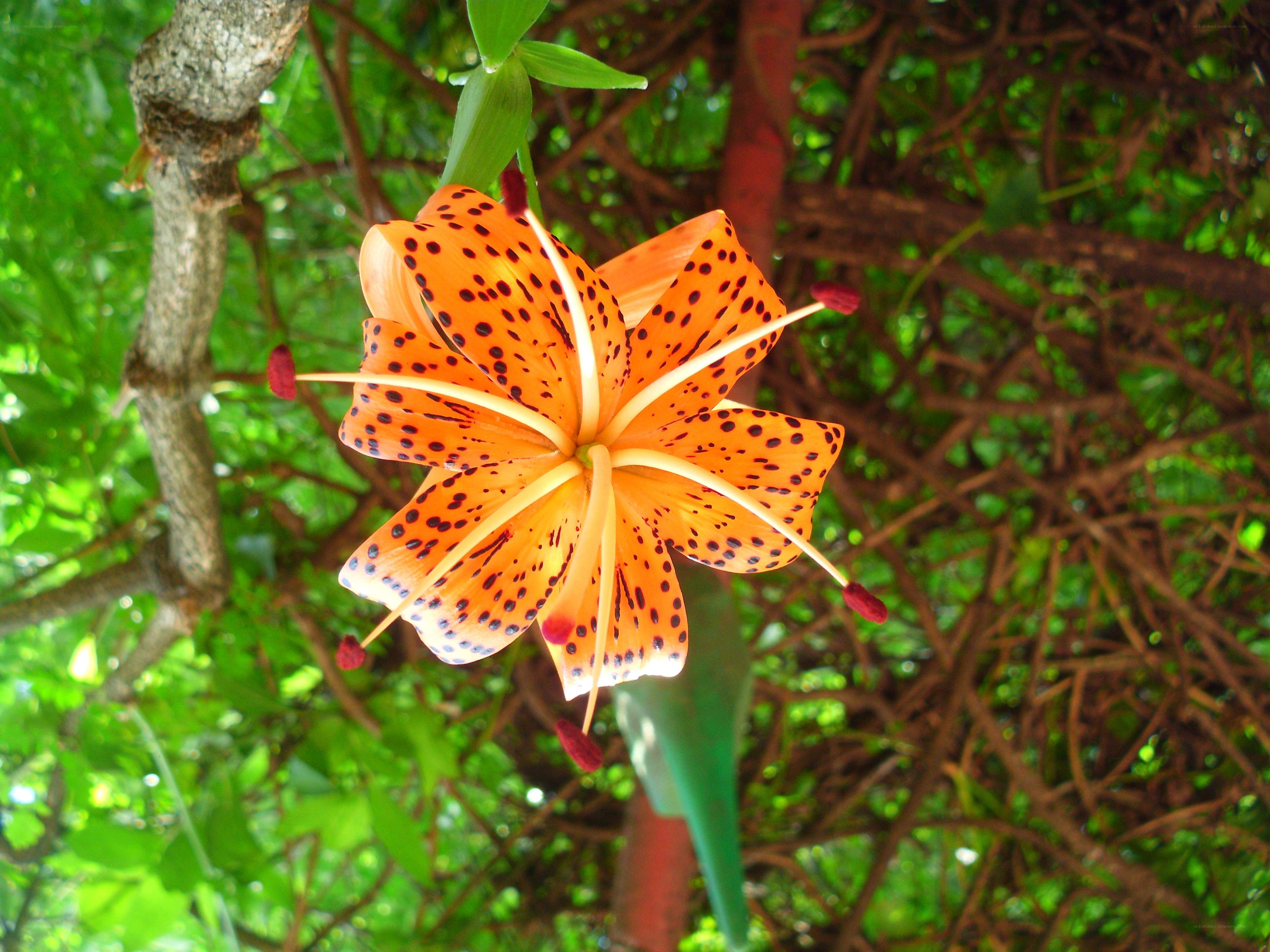 Orange lily with dark spots
