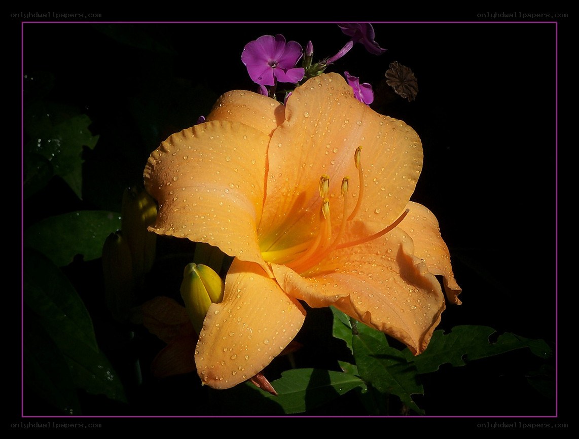 Orange lily with dew drops
