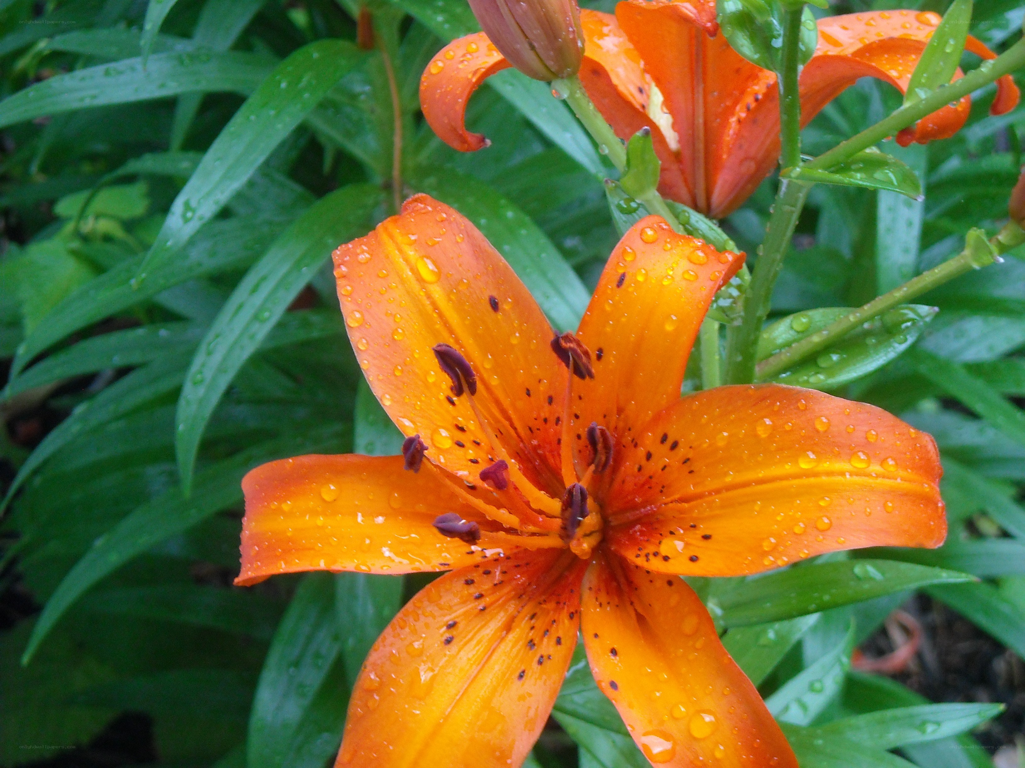 Orange lily with raindrops