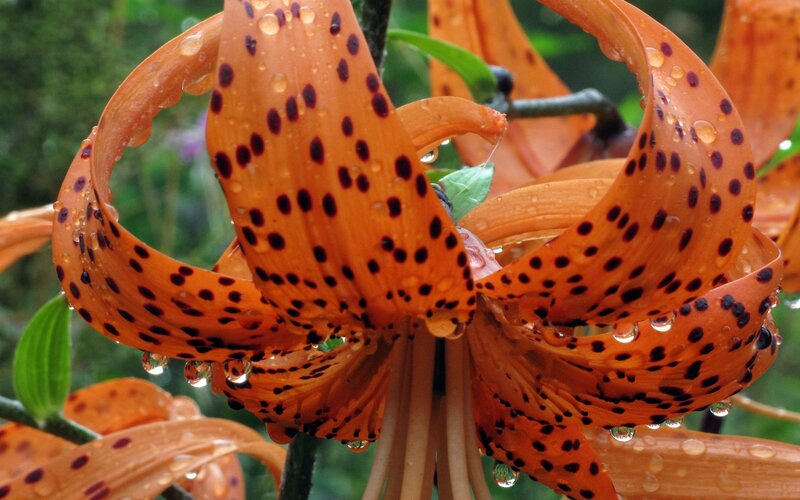 Orange Lily with Spots