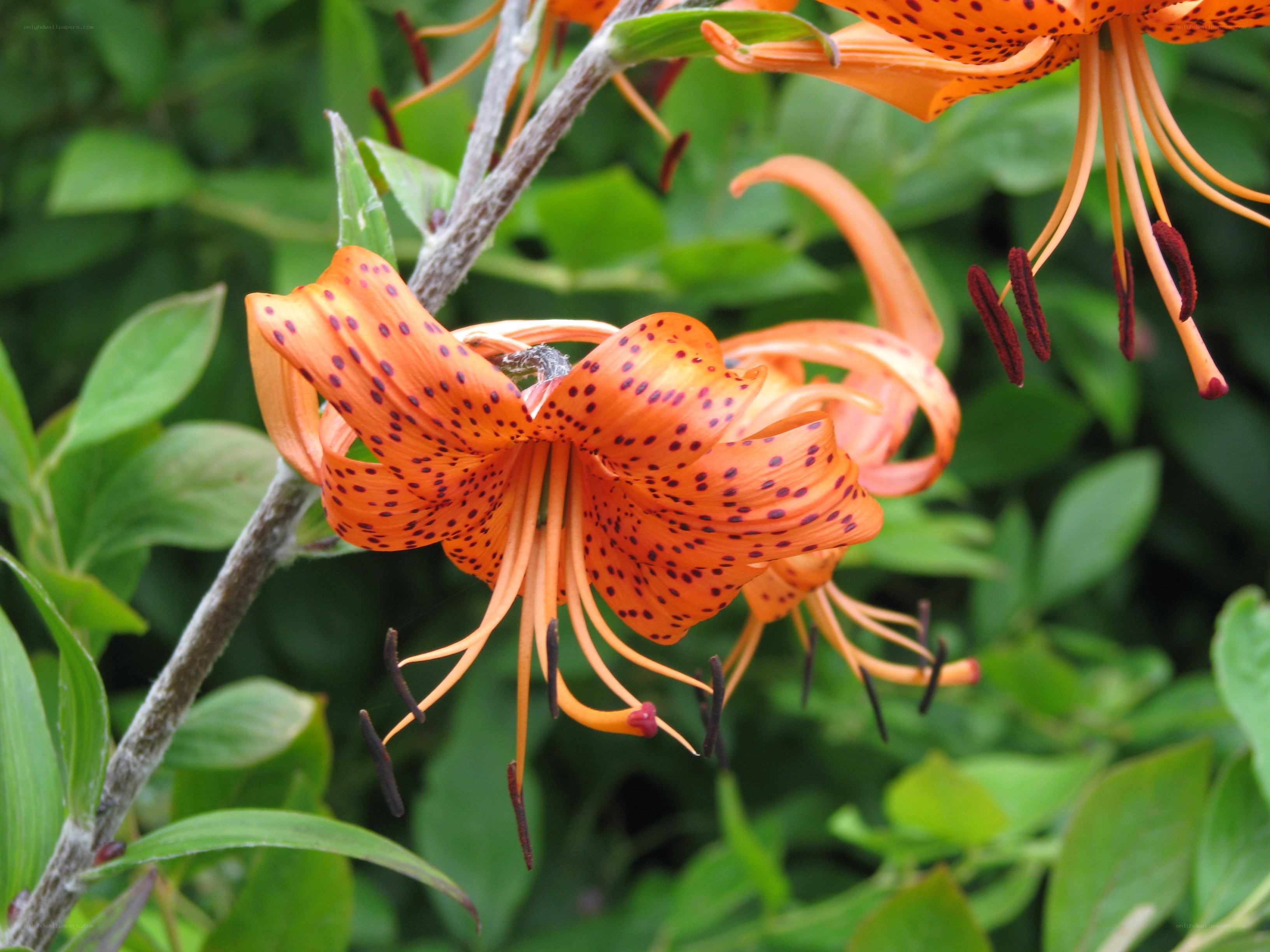 orange lily with spotted petals