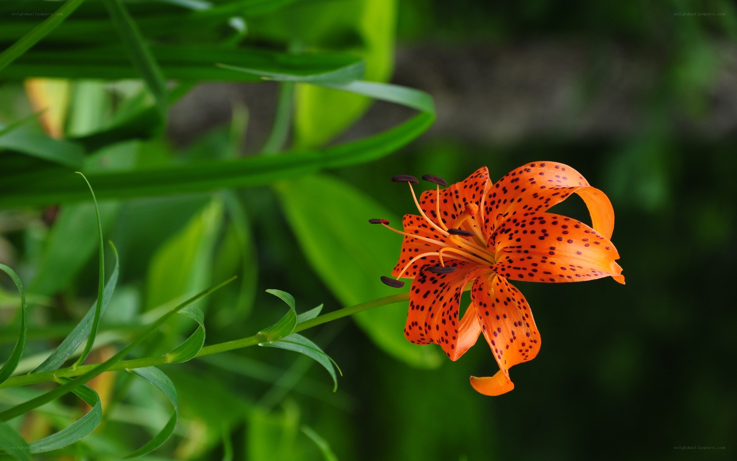 orange lily with spotted petals