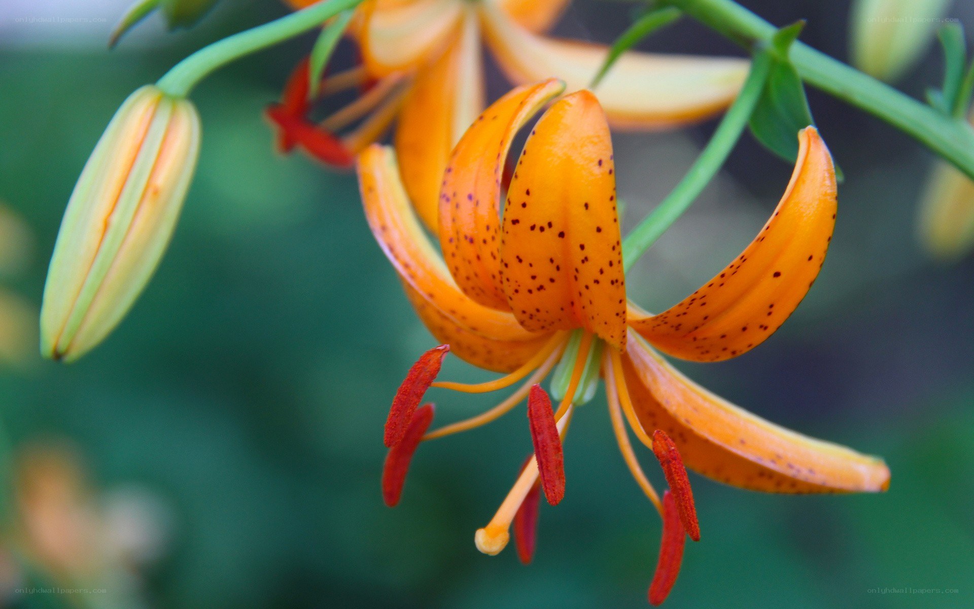 Orange lily with spotted petals