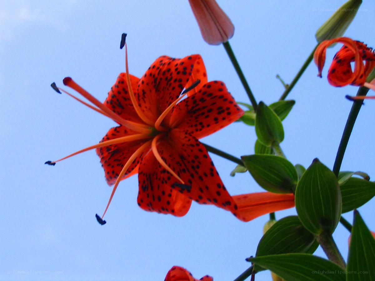 Orange lily with spotted petals