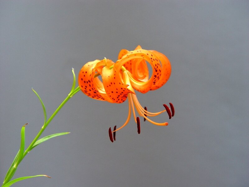 orange lily with spotted petals