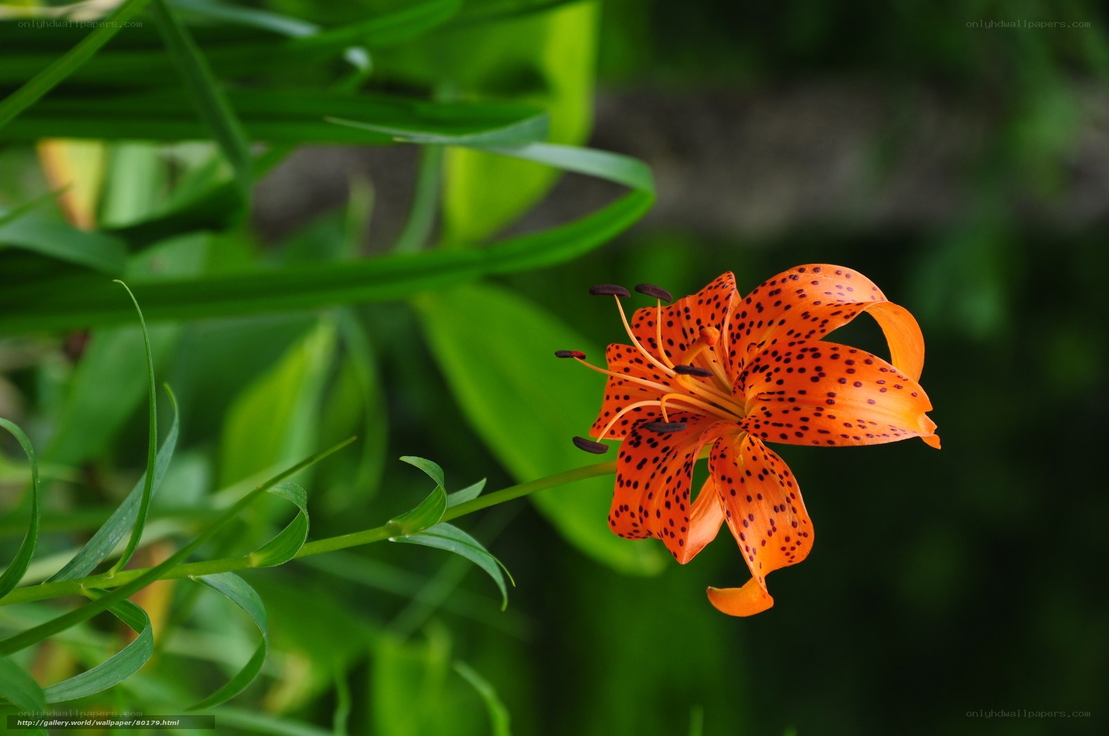 Orange lily with spotted petals