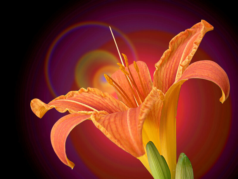 orange lily with vibrant background