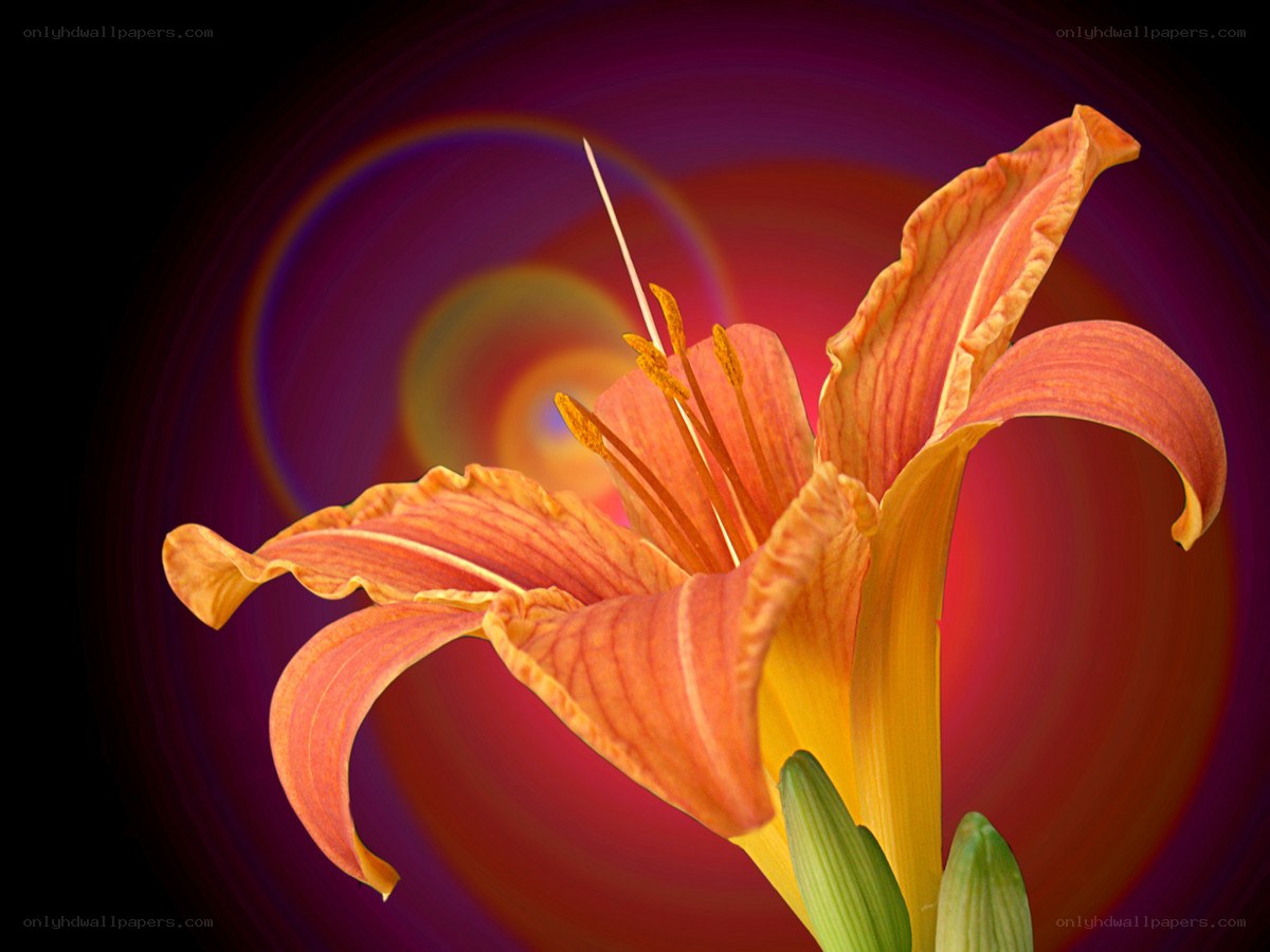 orange lily with vibrant background