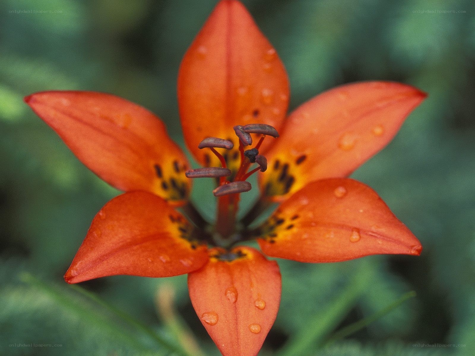 orange lily with water droplets