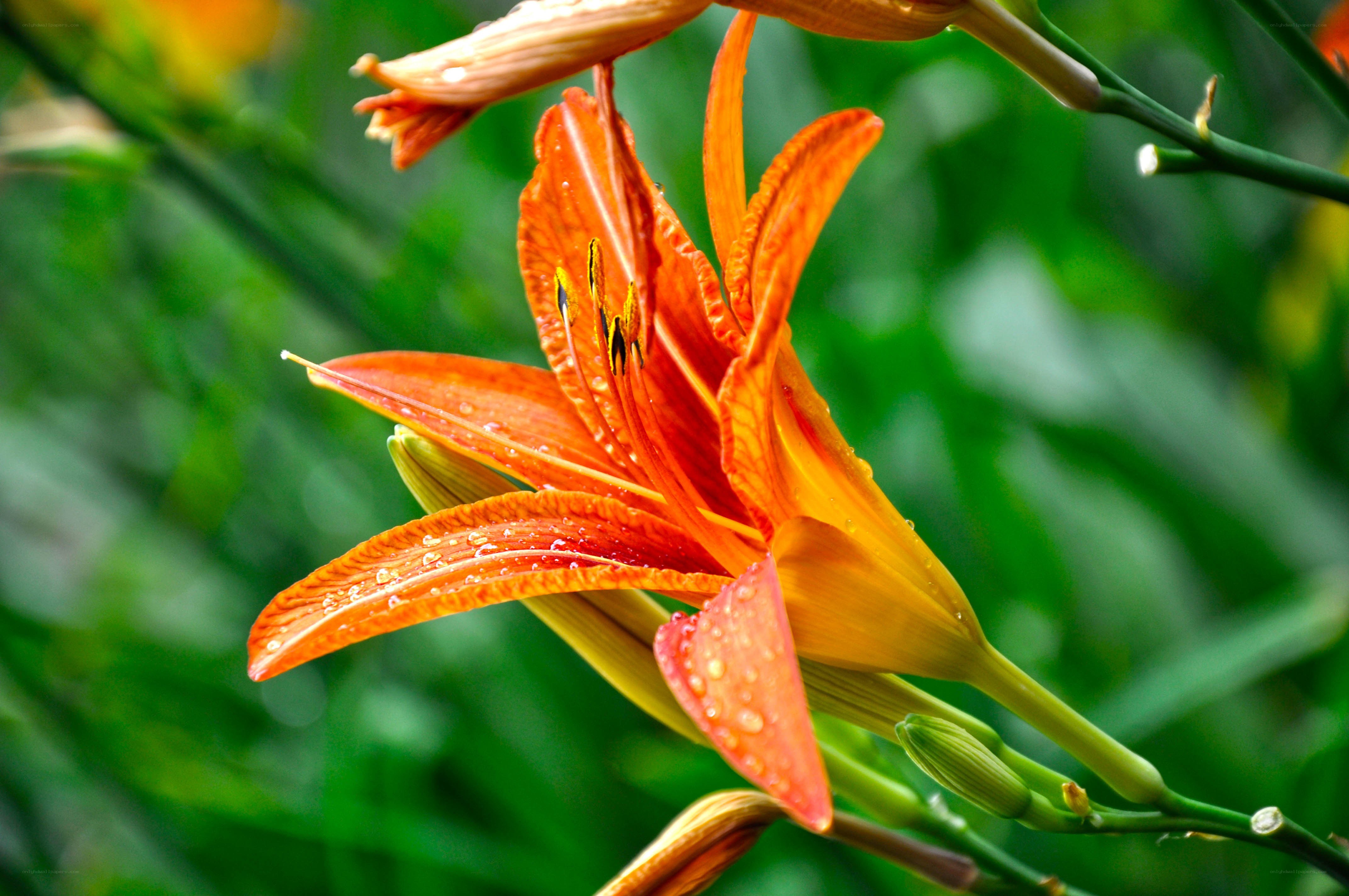 orange lily with water droplets