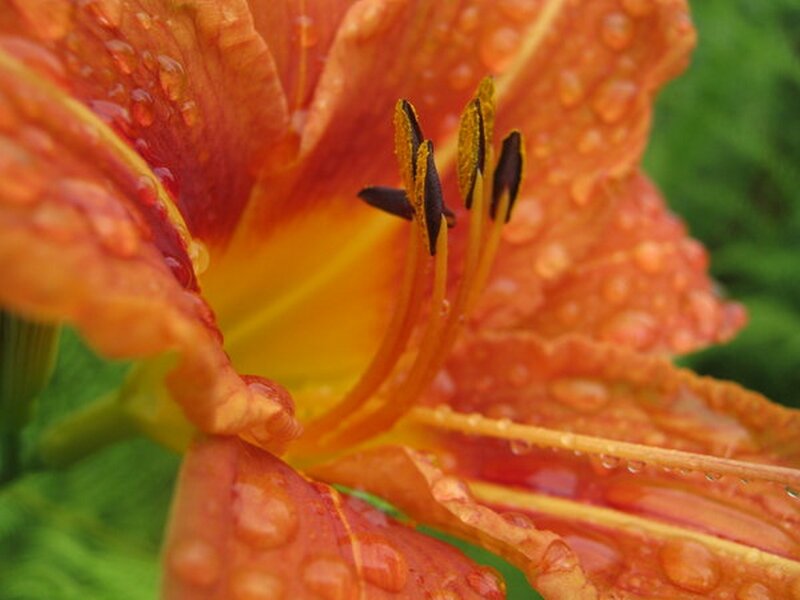 Orange lily with water droplets