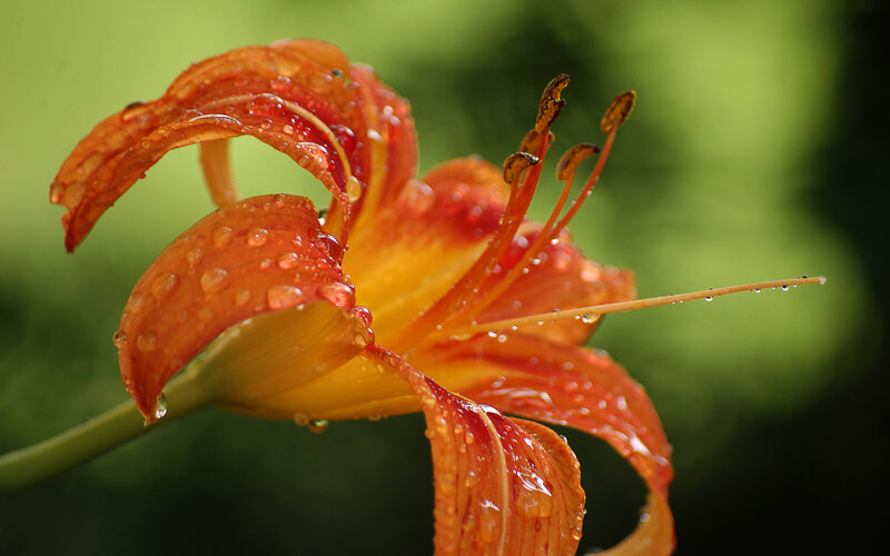 Orange lily with water droplets