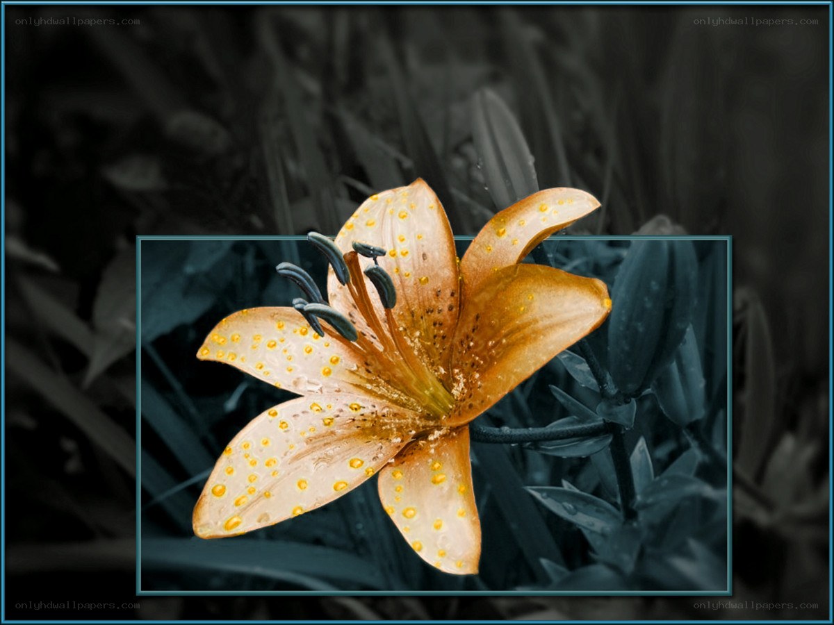 orange lily with yellow spots