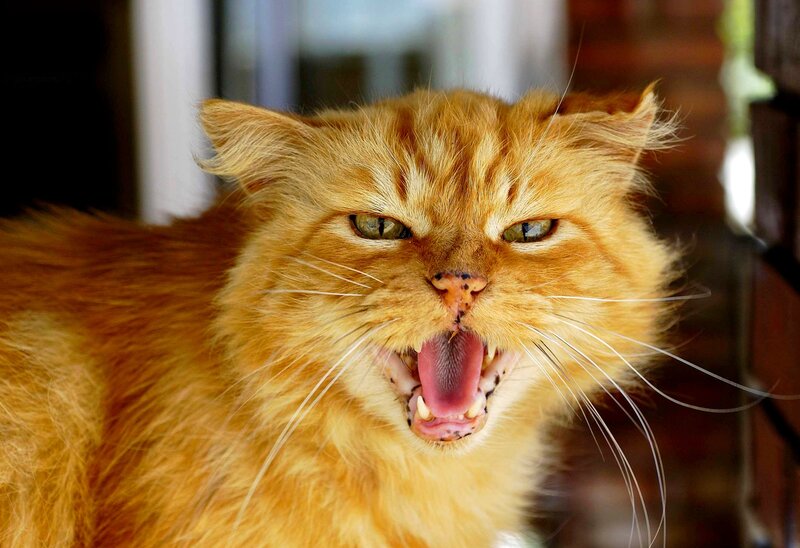 Orange Long-haired Cat — Aggressive
