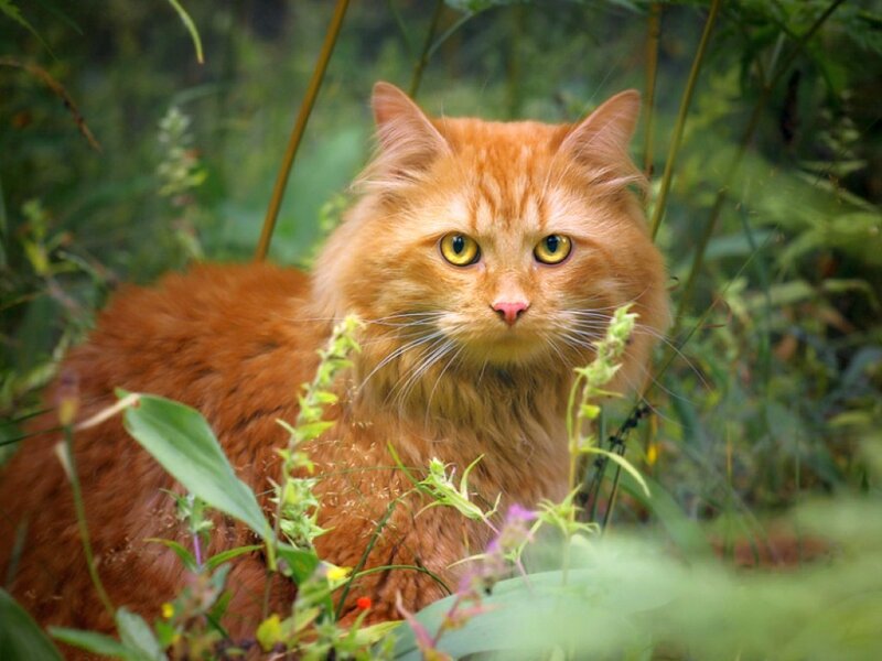 Orange Long-haired Cat — Alert